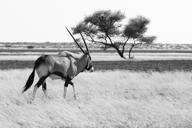 moremi