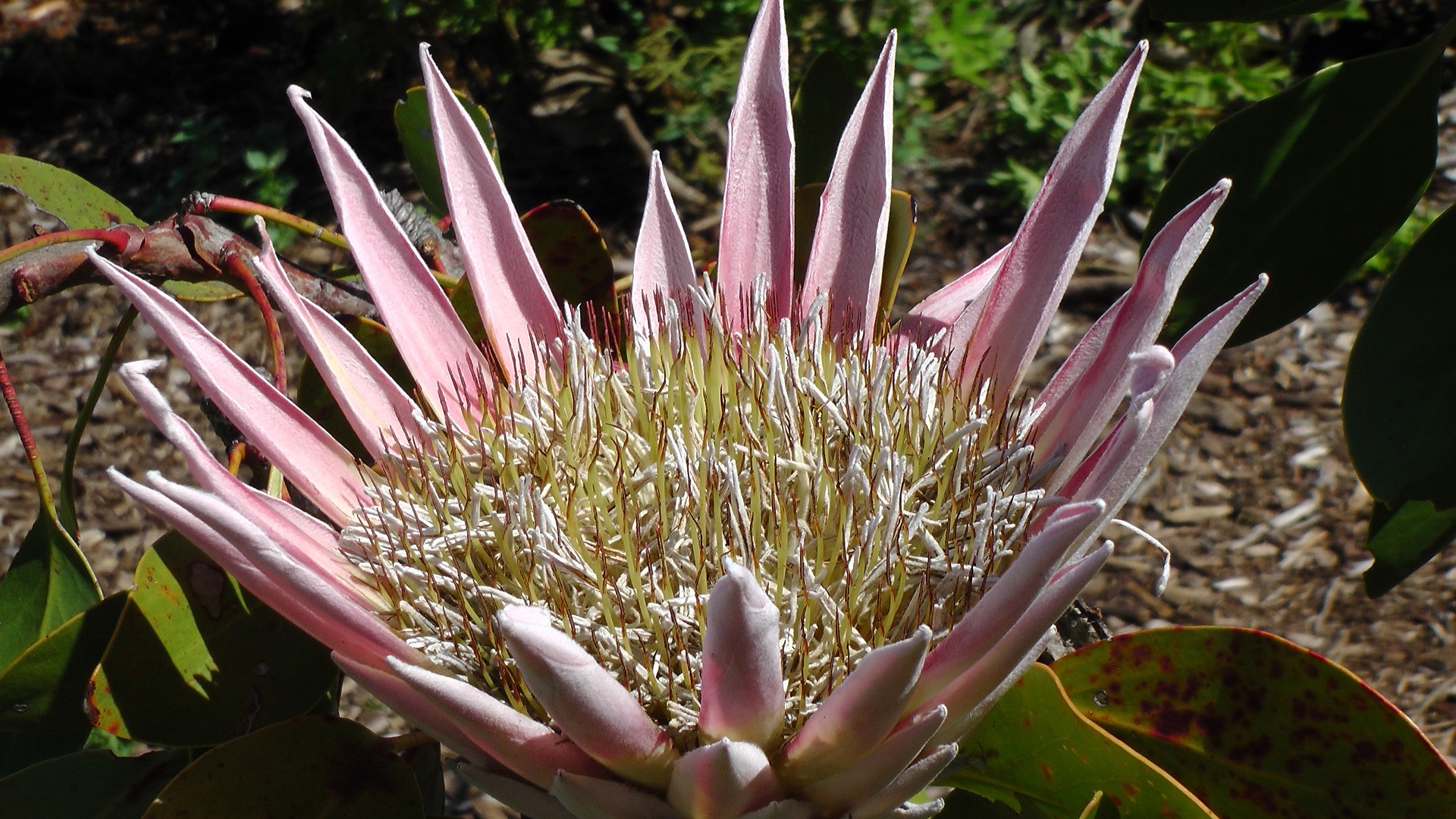 Kirstenbosch