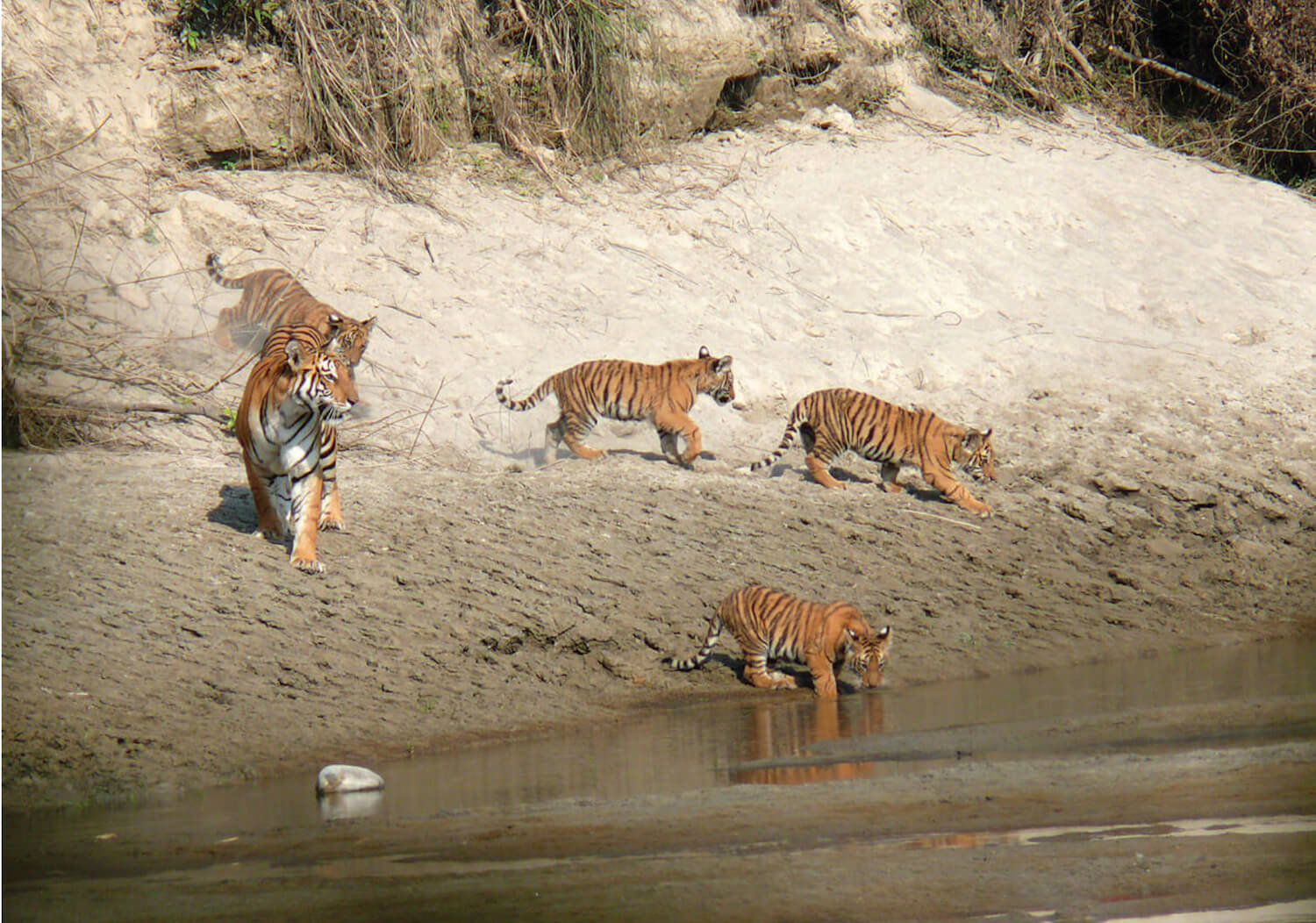 CHITWAN