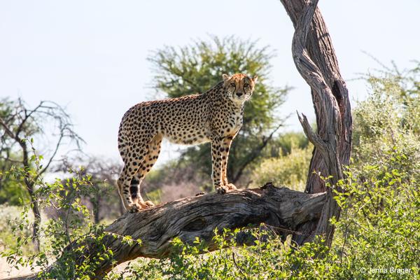 Cheetah Conservation Fund