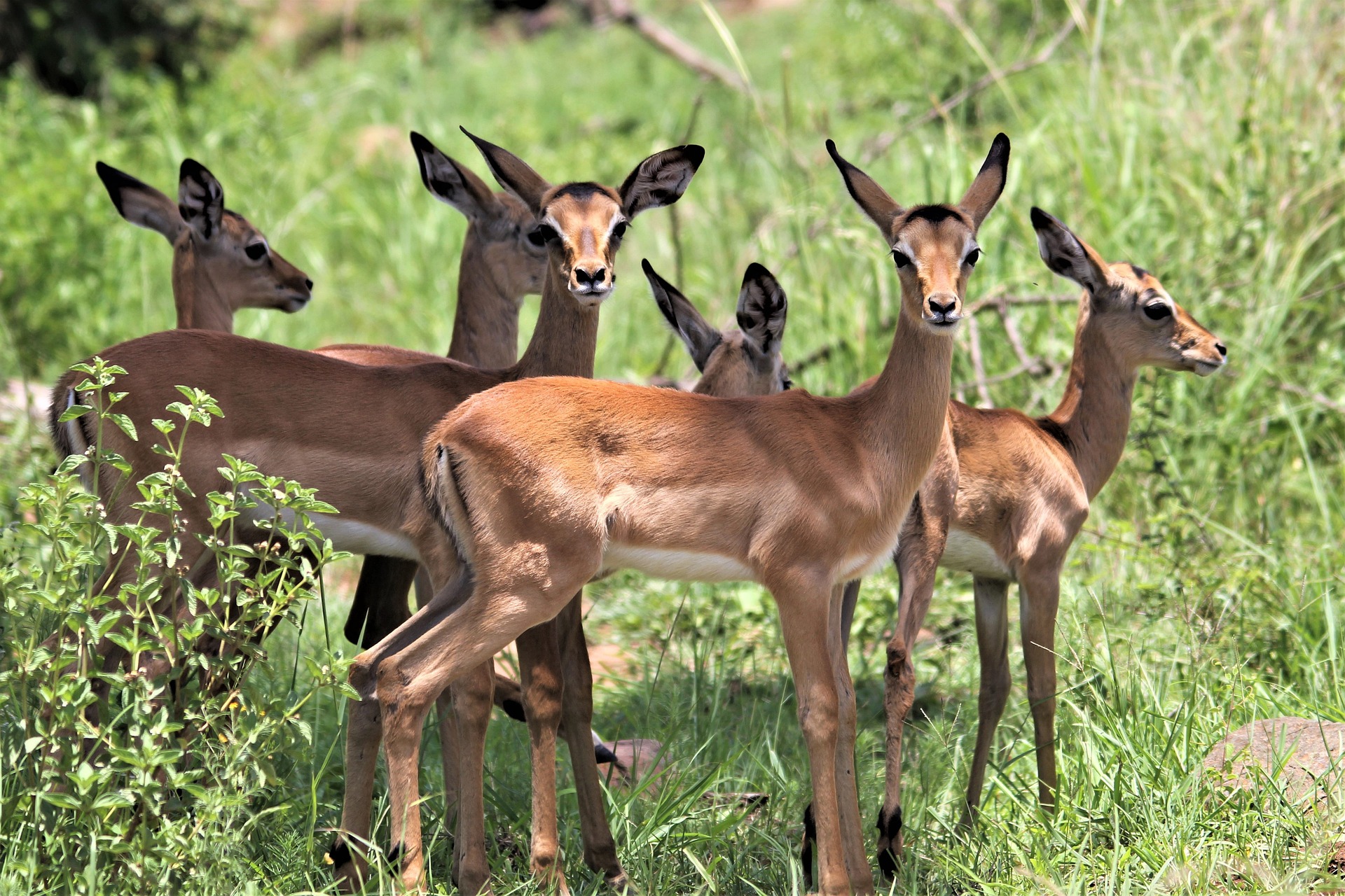 kruger