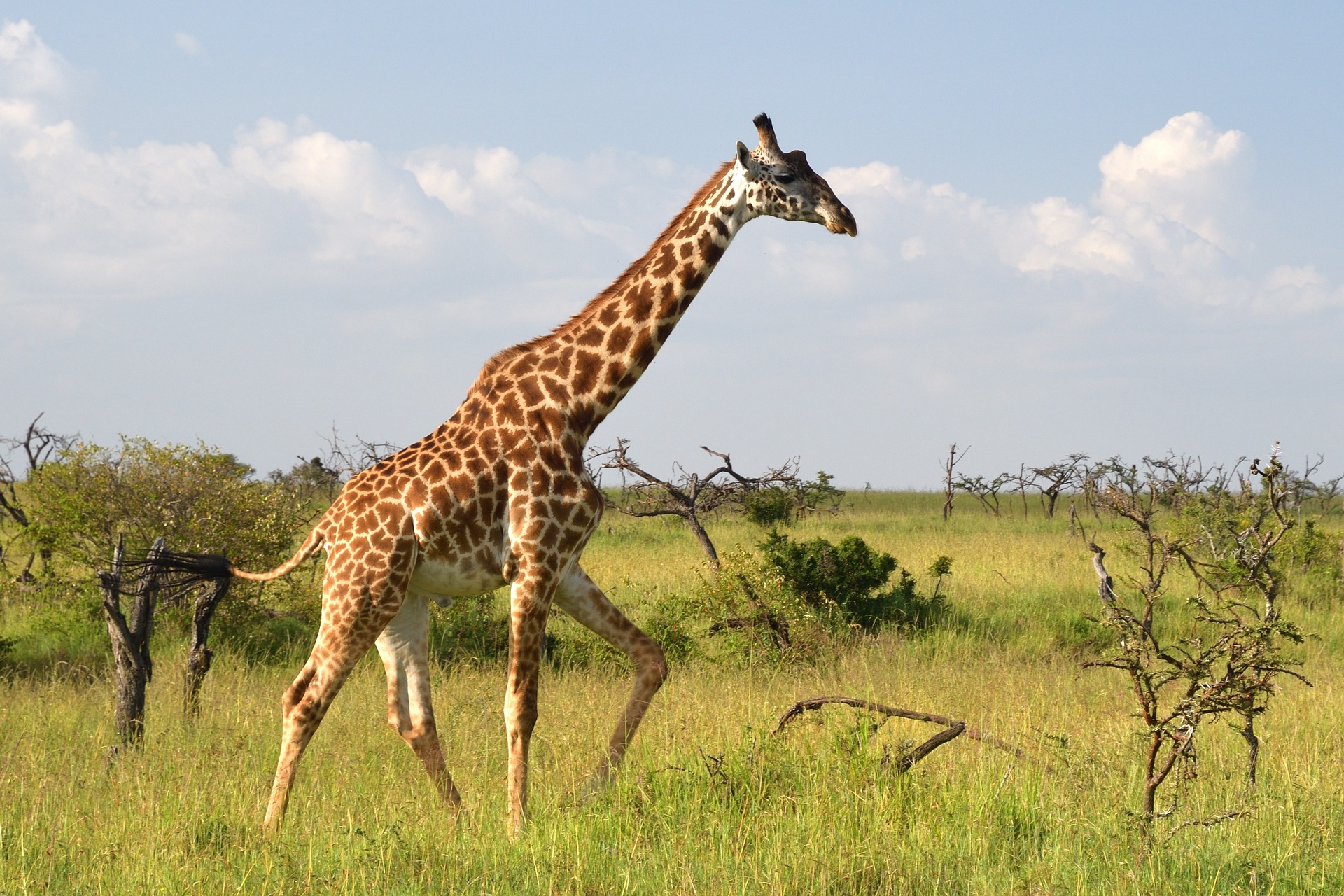 amboseli