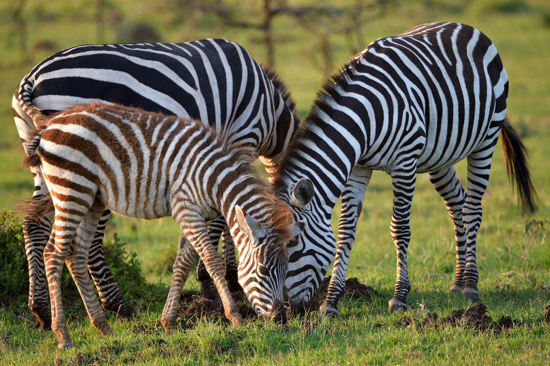 tsavo
