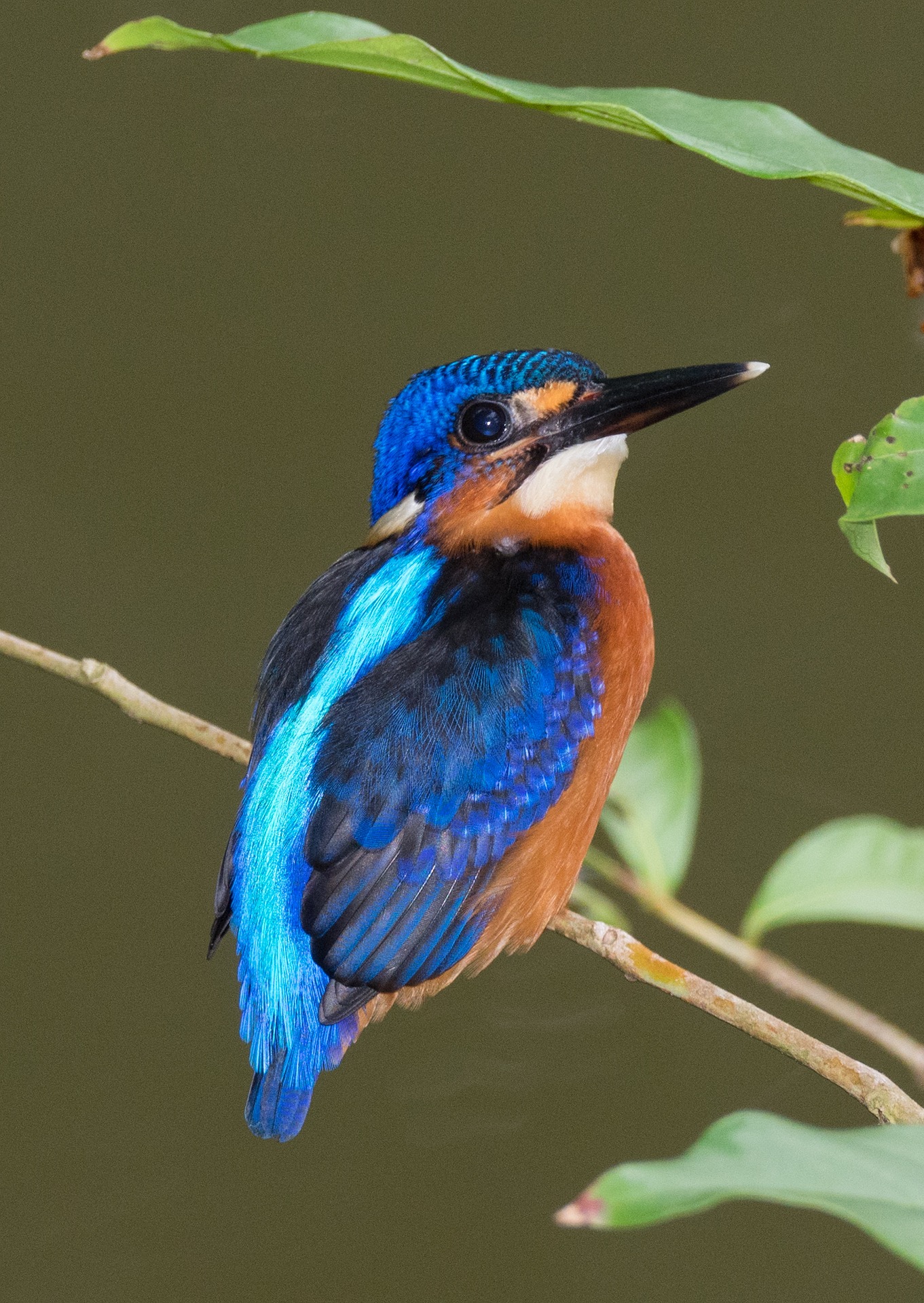borneo
