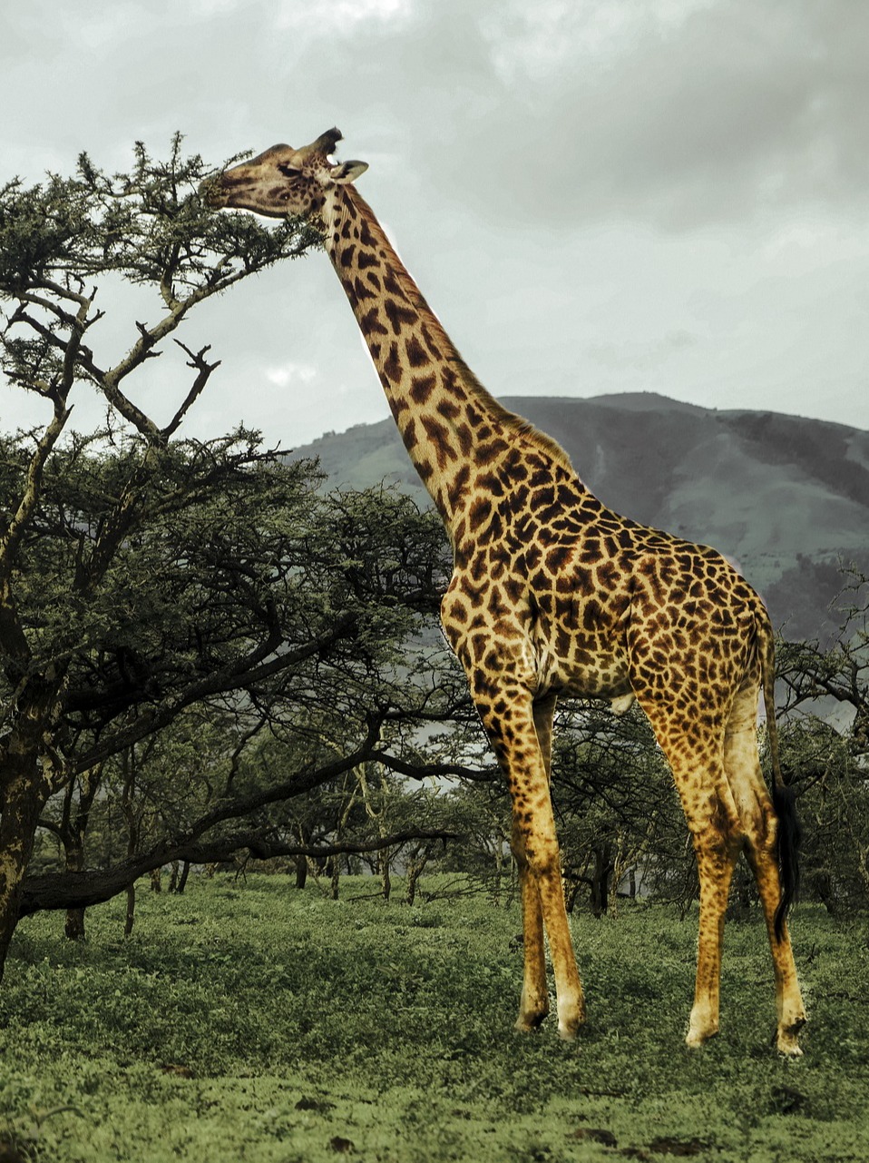 kruger
