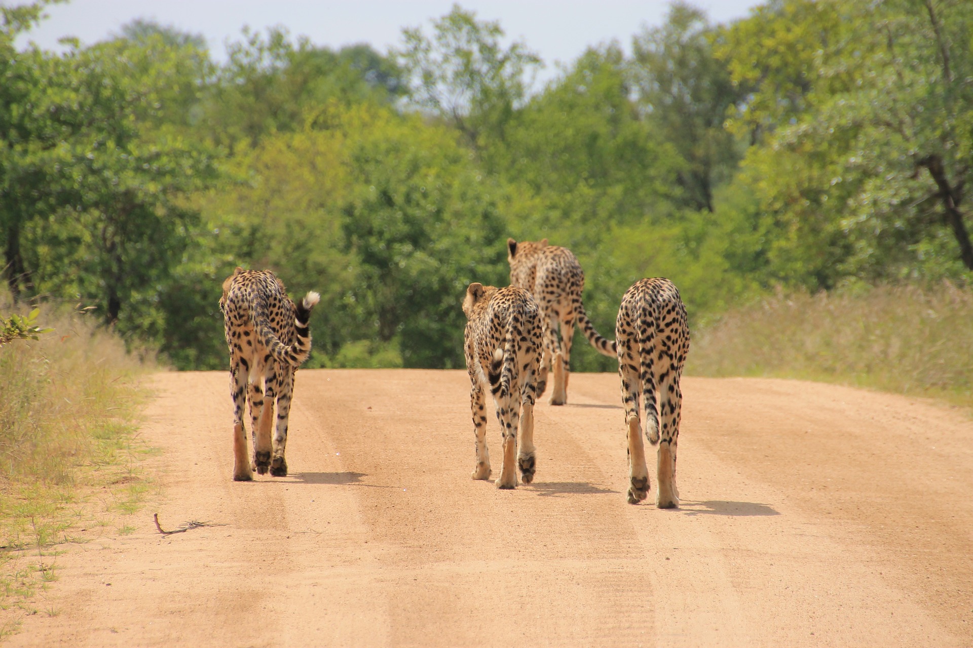 kruger