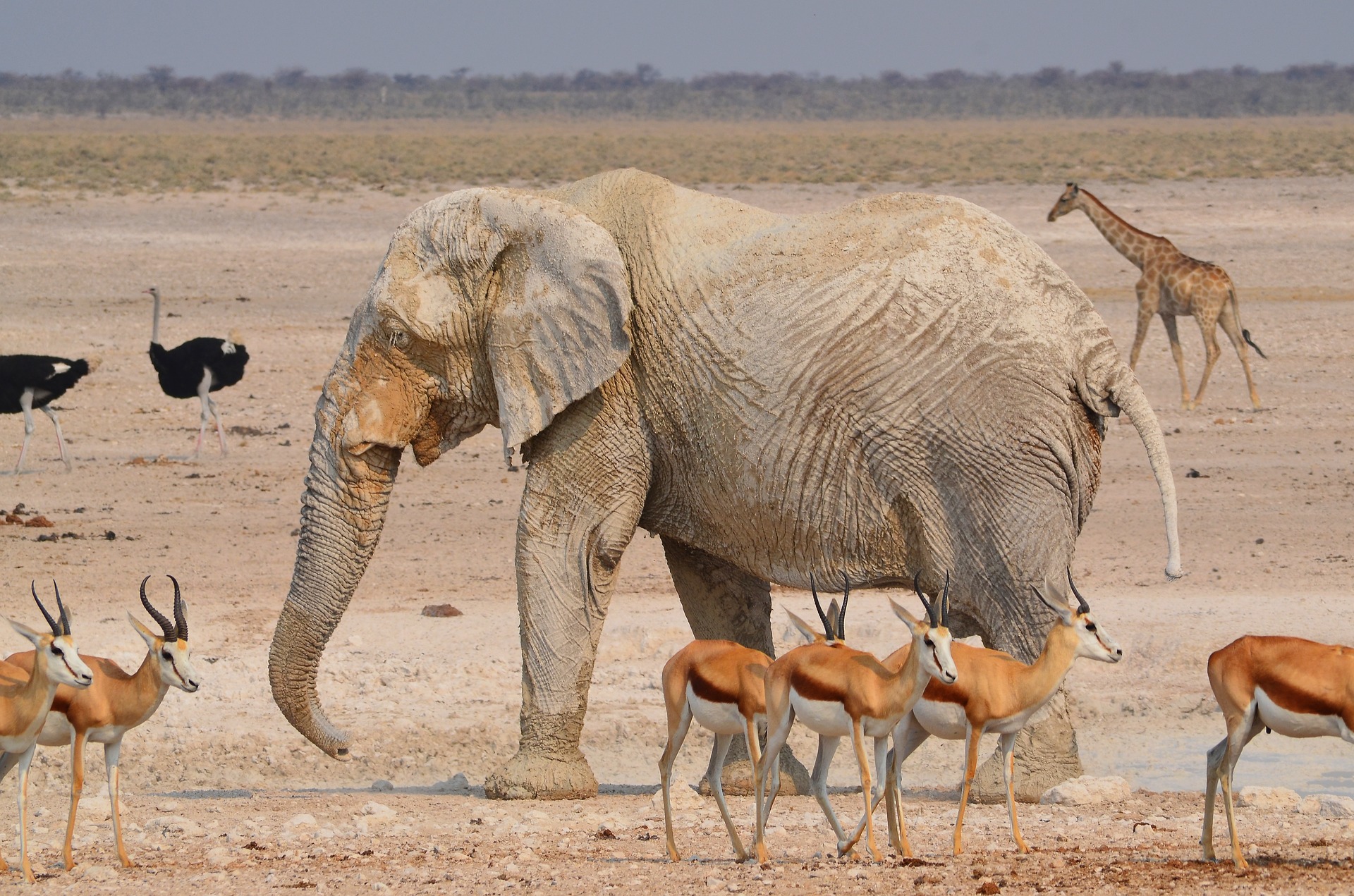 Etosha