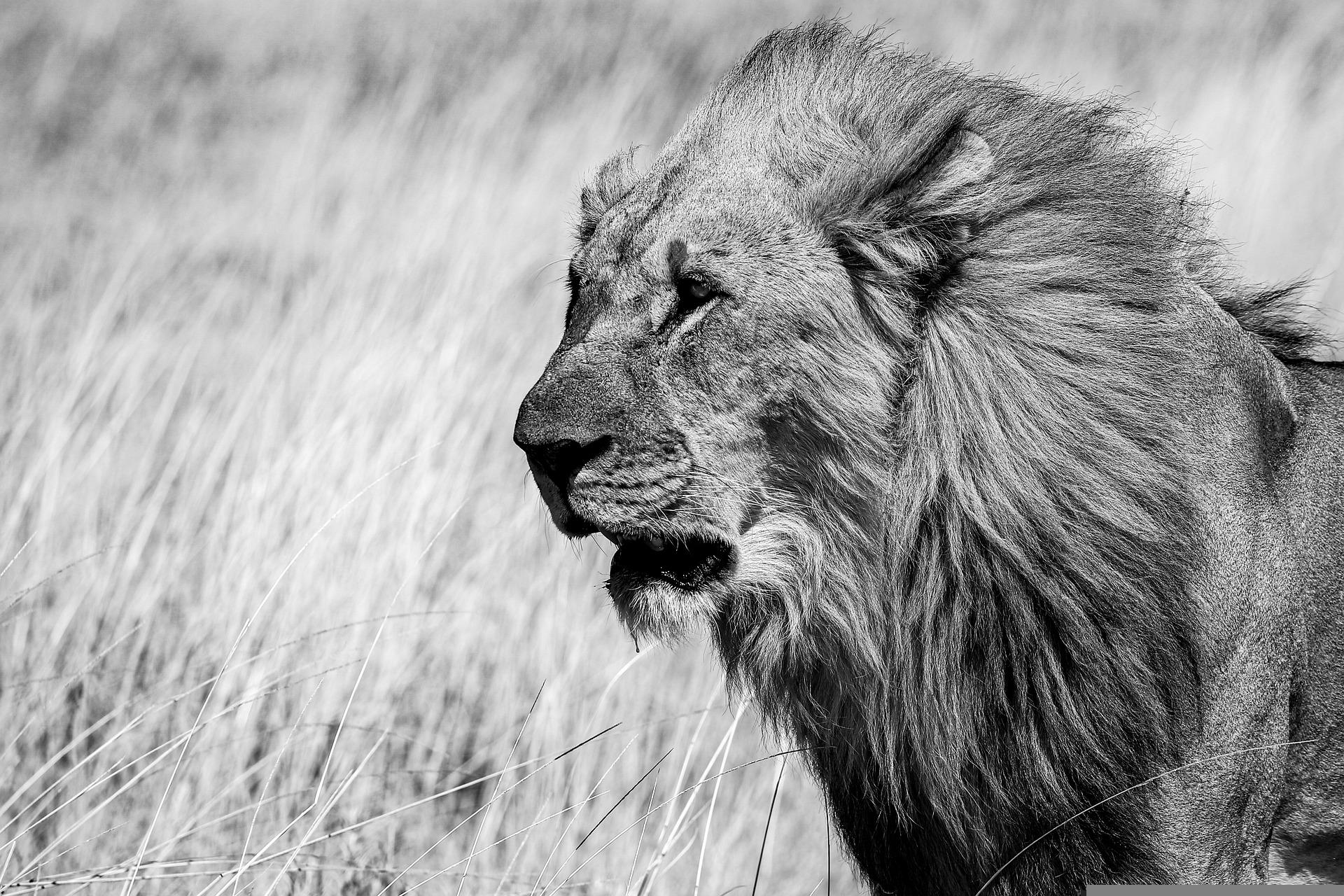 etosha