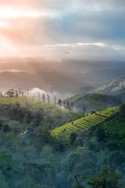munnar
